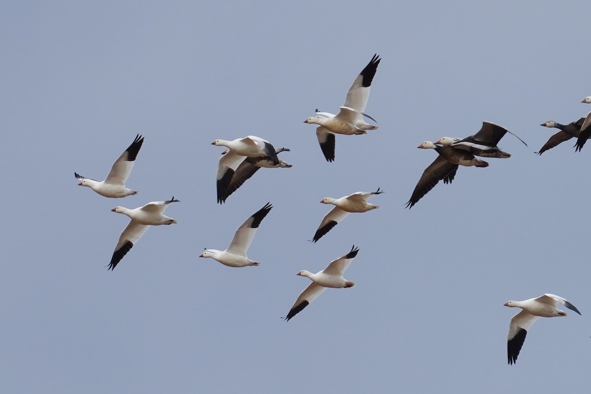 Ross's Goose - ML530653211