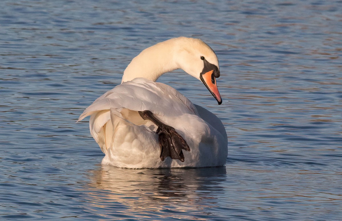 Mute Swan - John Scharpen