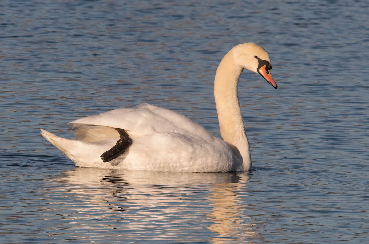 Mute Swan - John Scharpen