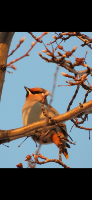 Bohemian Waxwing - ML530653841