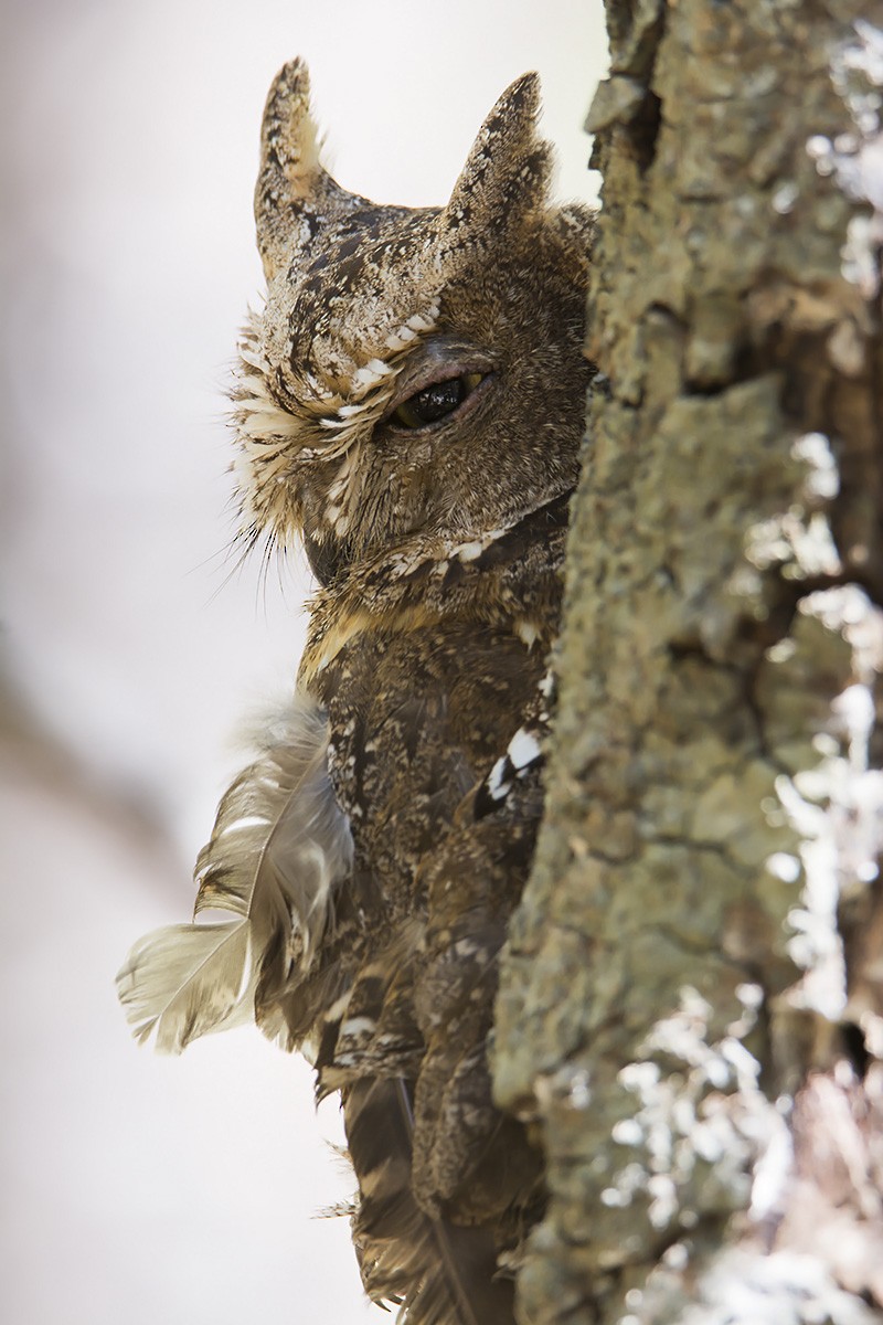 Madagascar Scops-Owl (Torotoroka) - Miguel Rouco