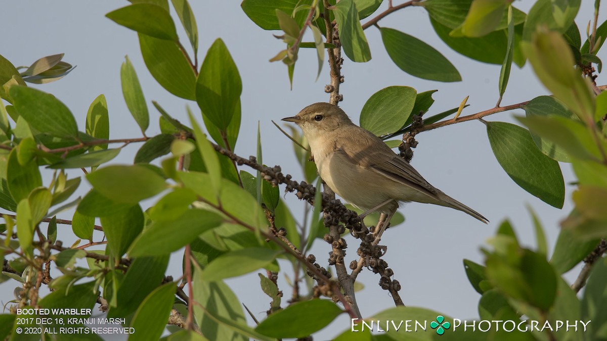 Booted Warbler - ML530657021