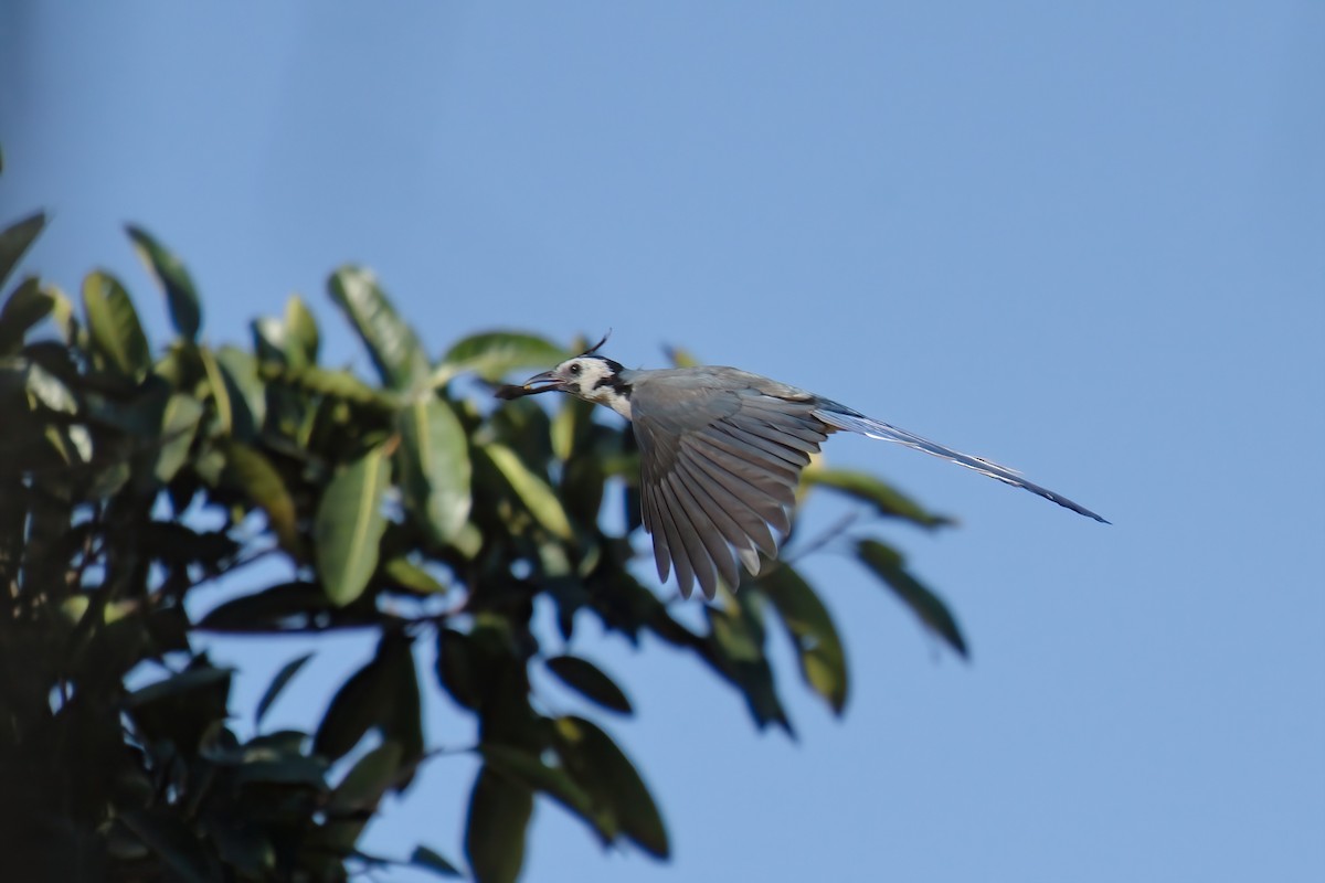 White-throated Magpie-Jay - ML530658221