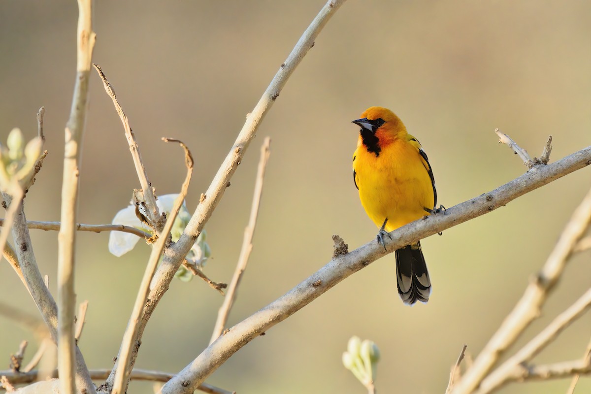 Streak-backed Oriole - ML530658461