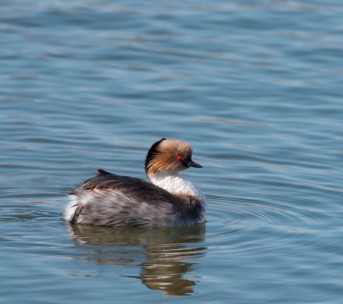 Silvery Grebe - ML530658571