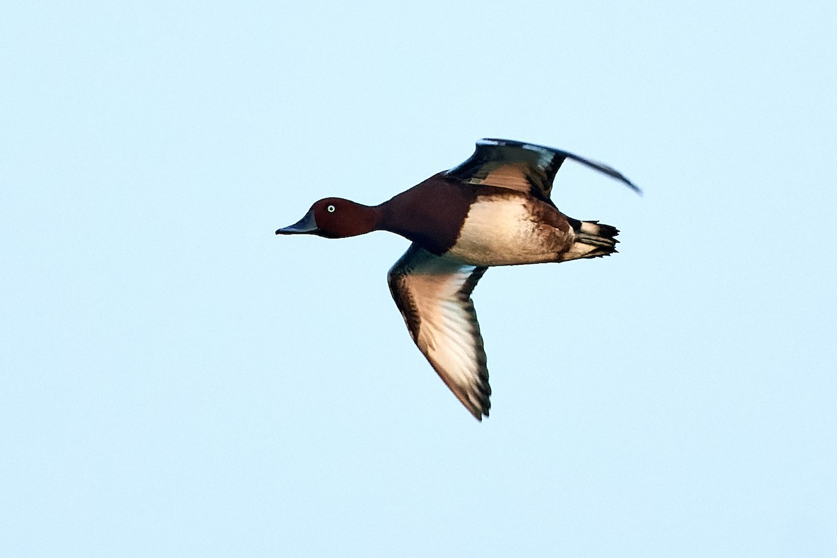 Ferruginous Duck - ML530659221