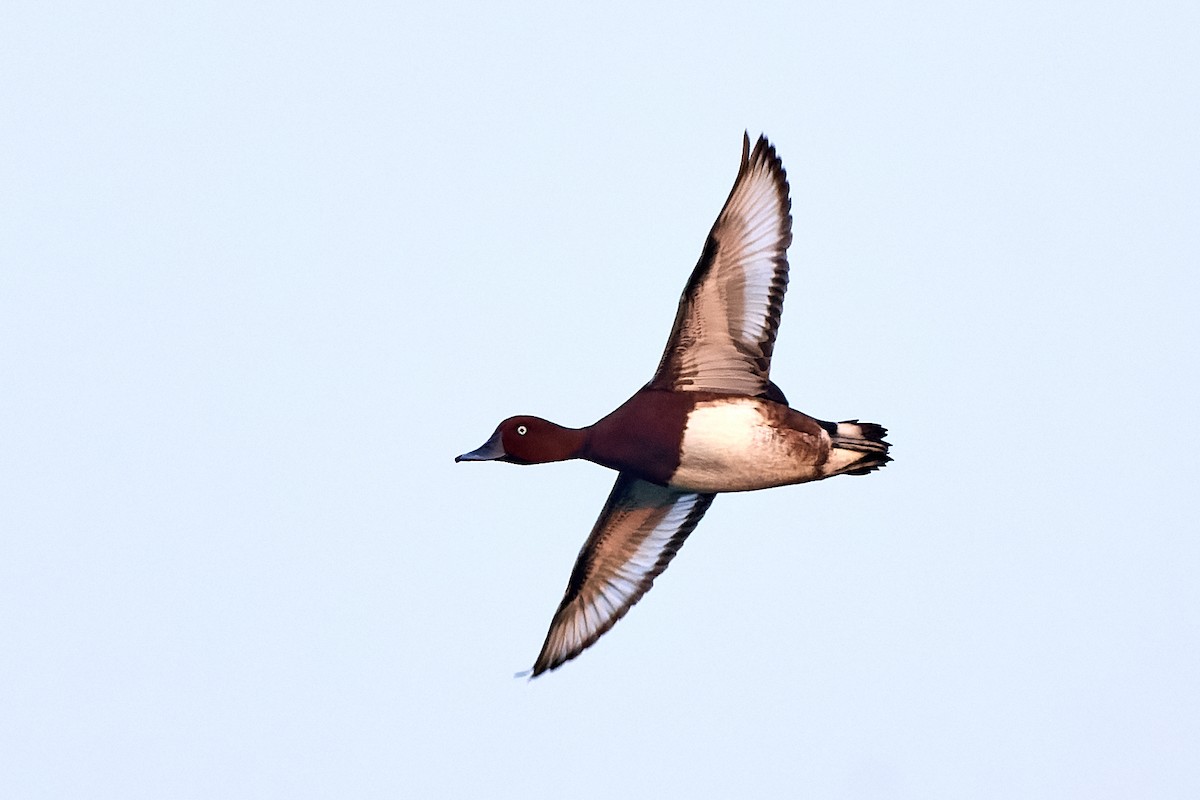 Ferruginous Duck - ML530659251