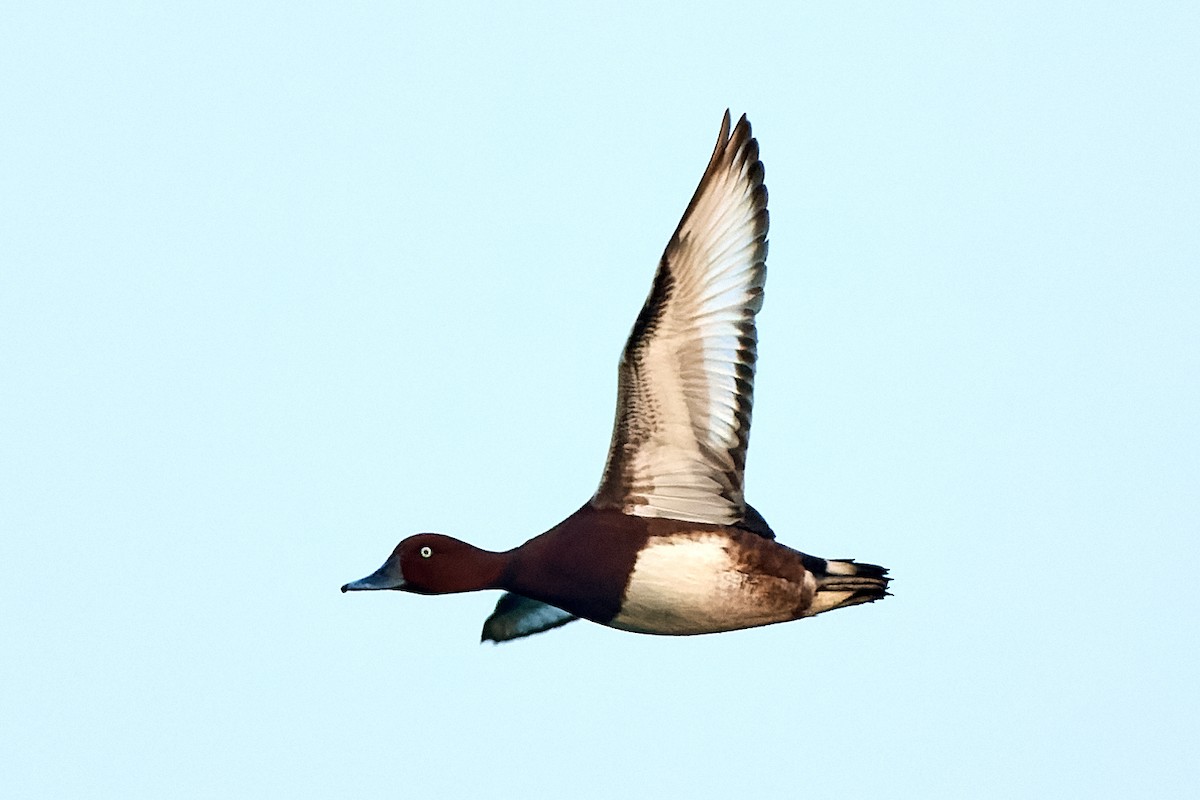 Ferruginous Duck - ML530659261