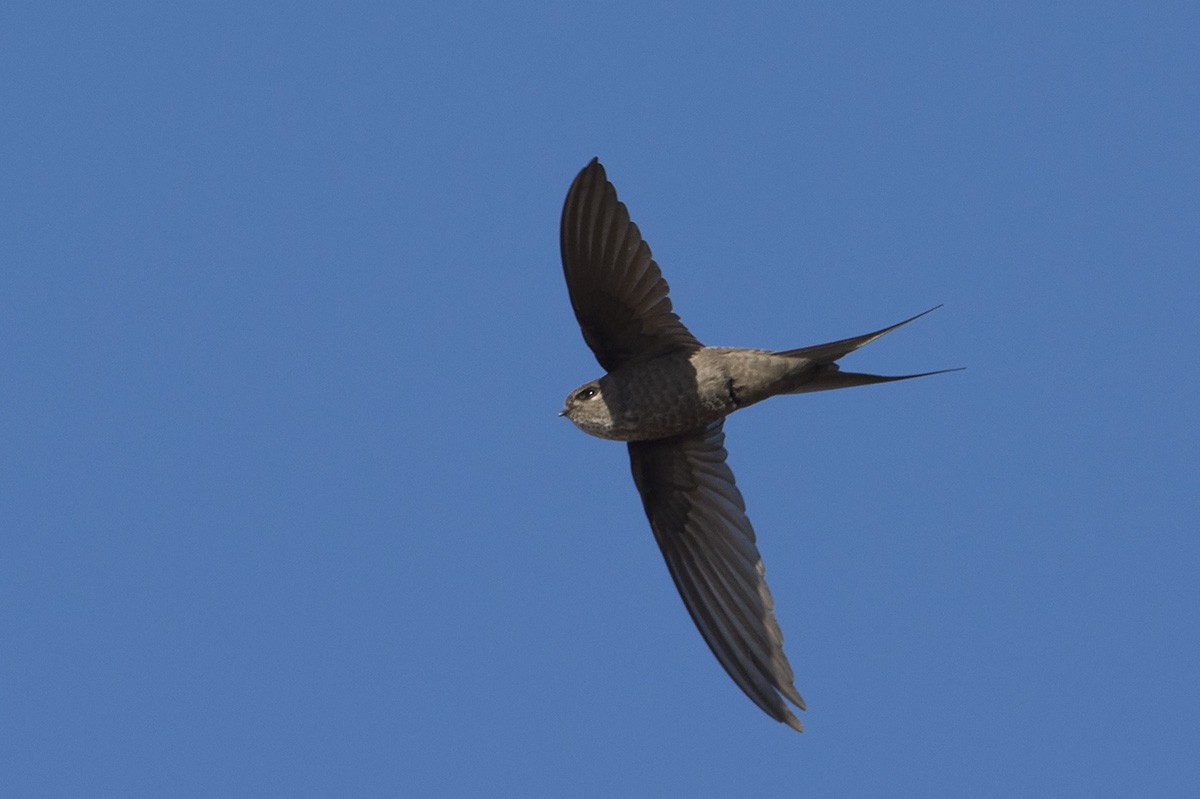 Malagasy Palm Swift (Madagascar) - ML530660031