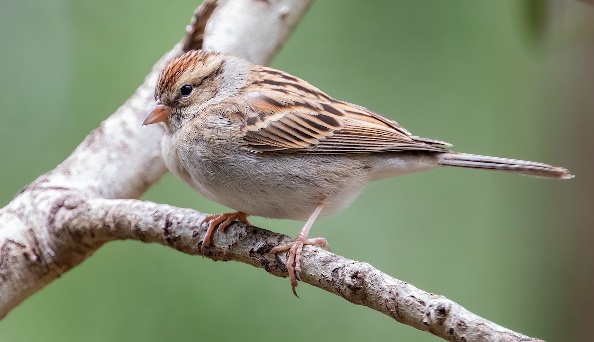 Chipping Sparrow - ML530661371