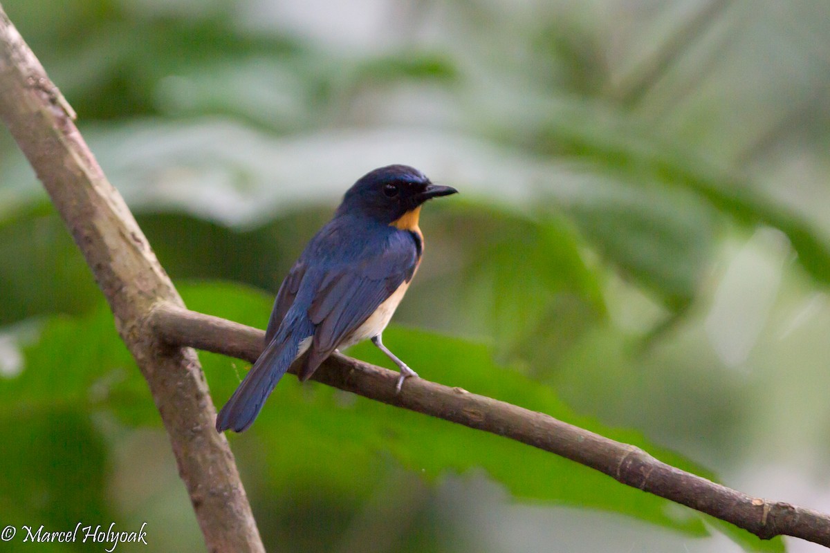 Mangrove Blue Flycatcher - ML530663821