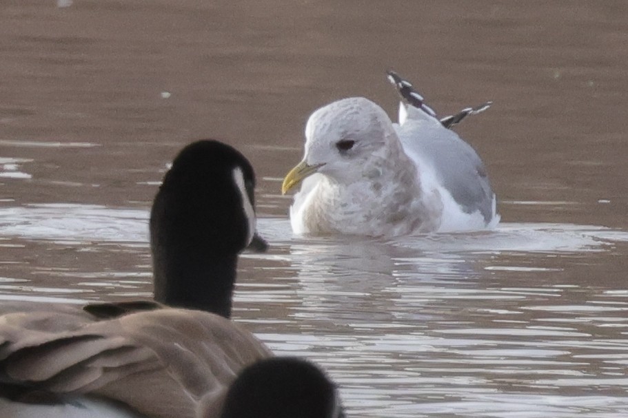 Short-billed Gull - ML530664061