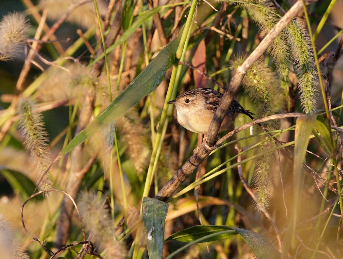 Sedge Wren - ML530664721