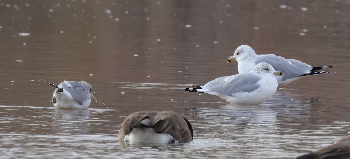 Short-billed Gull - ML530664981