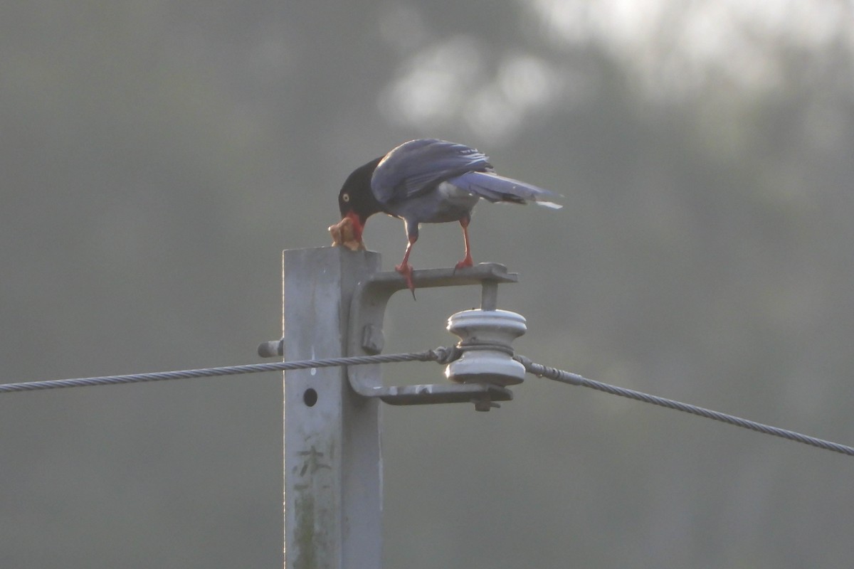 Taiwan Blue-Magpie - HsuehHung Chang