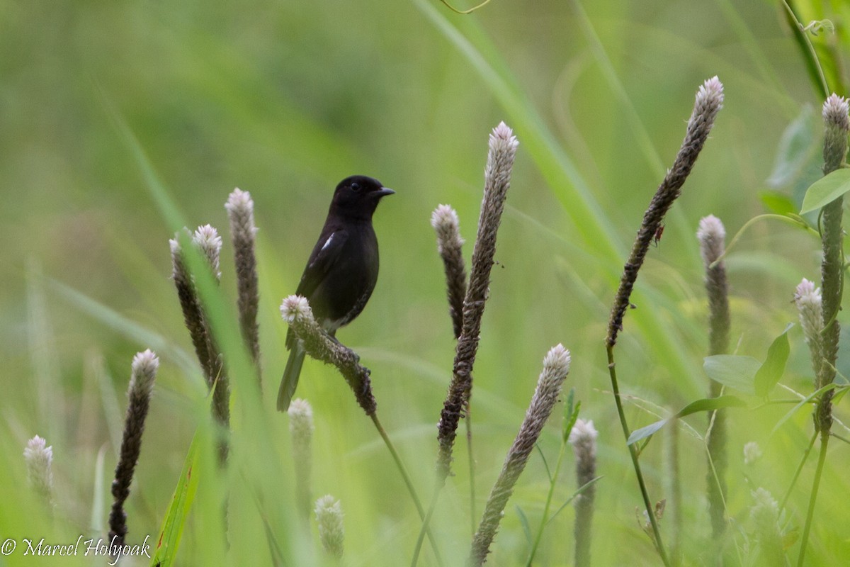 Pied Bushchat - ML530665571