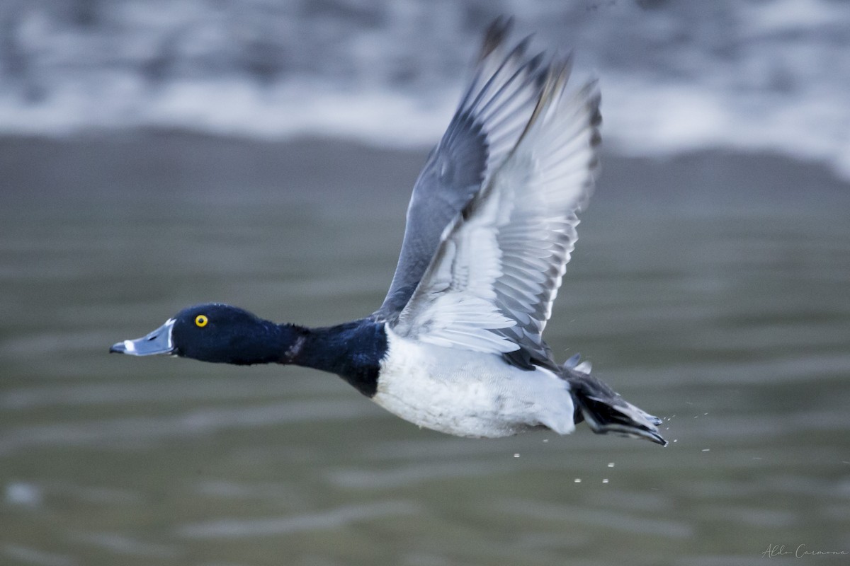 Ring-necked Duck - Aldo Carmona