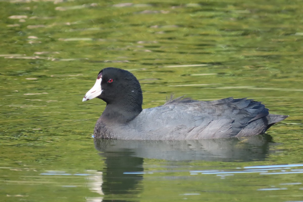 American Coot - ML530666431