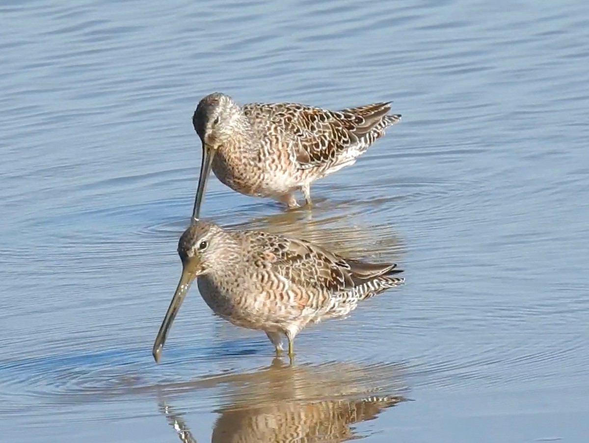 Long-billed Dowitcher - ML53066661