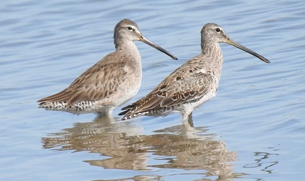 Long-billed Dowitcher - ML53066711