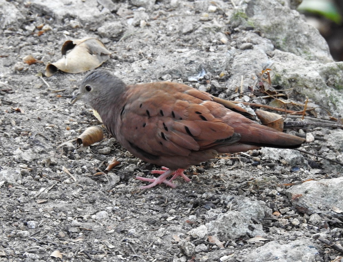 Ruddy Ground Dove - Louis Imbeau