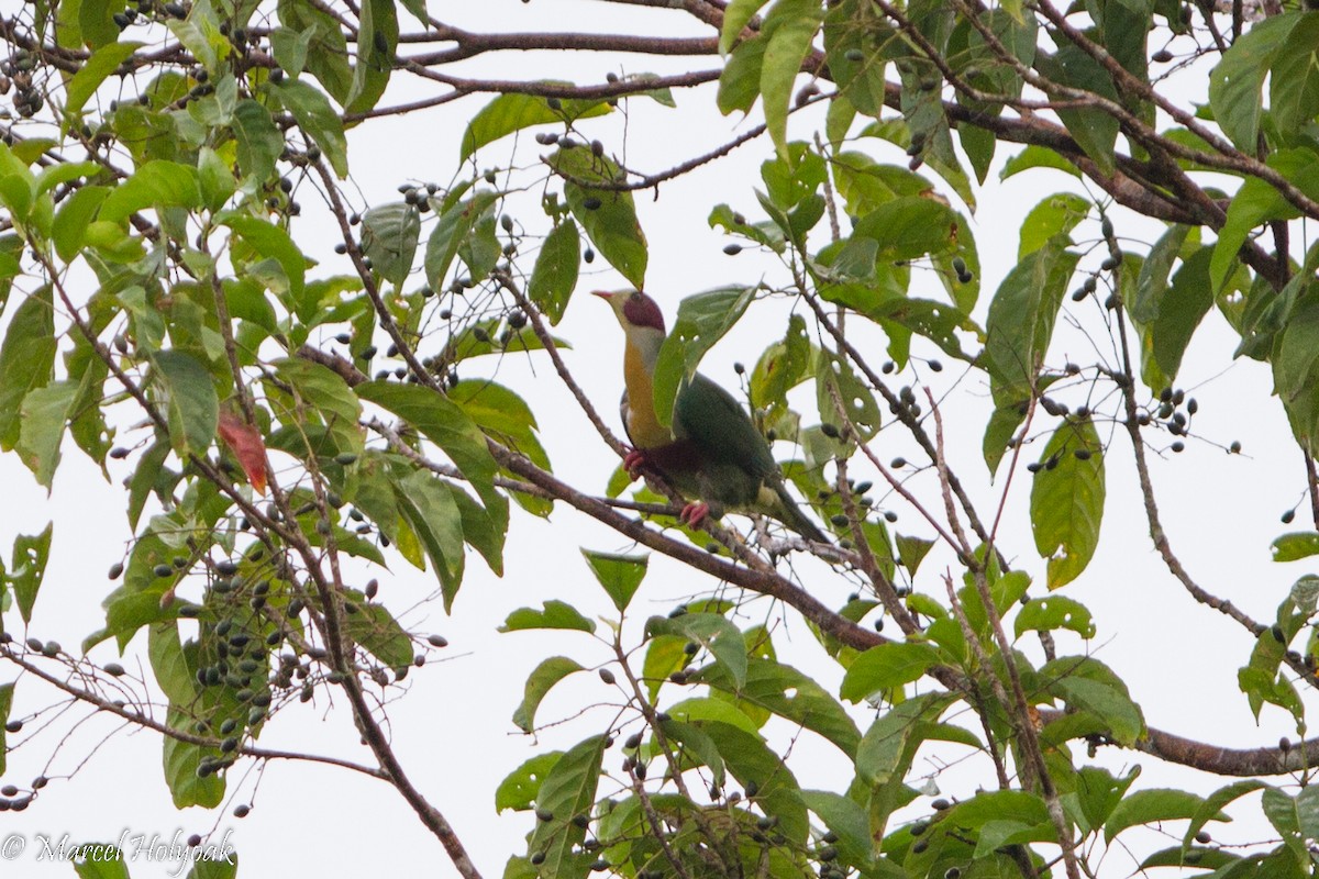 Yellow-breasted Fruit-Dove - ML530669481