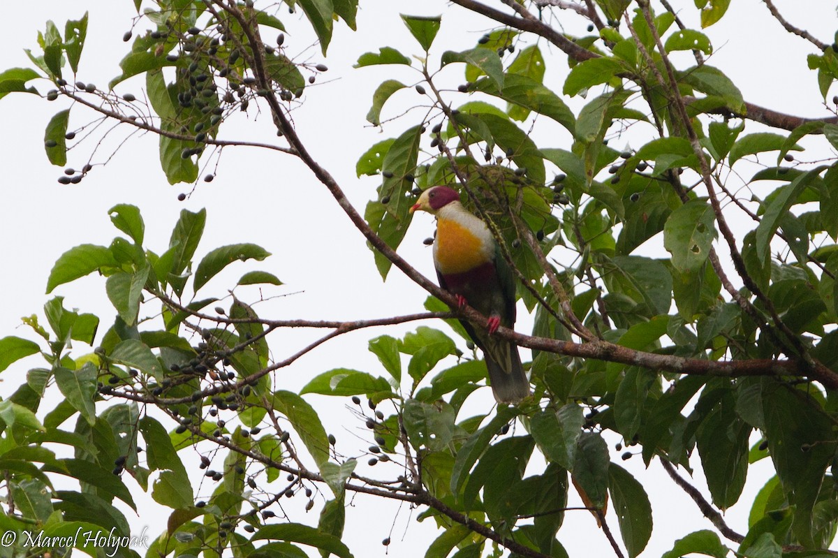 Yellow-breasted Fruit-Dove - ML530669491