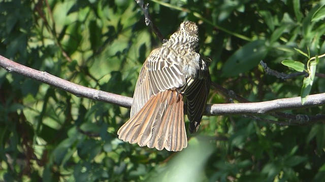 Streaked Flycatcher - ML530669611