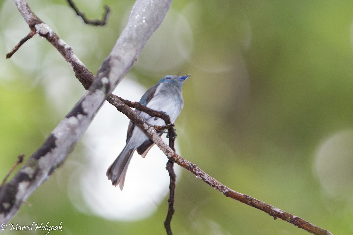 Short-crested Monarch - ML530670821