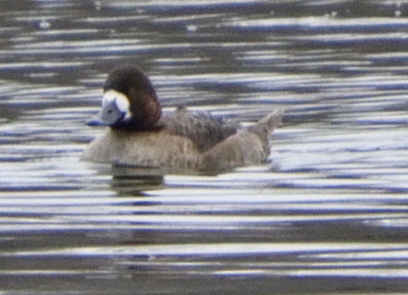Greater/Lesser Scaup - ML530671981