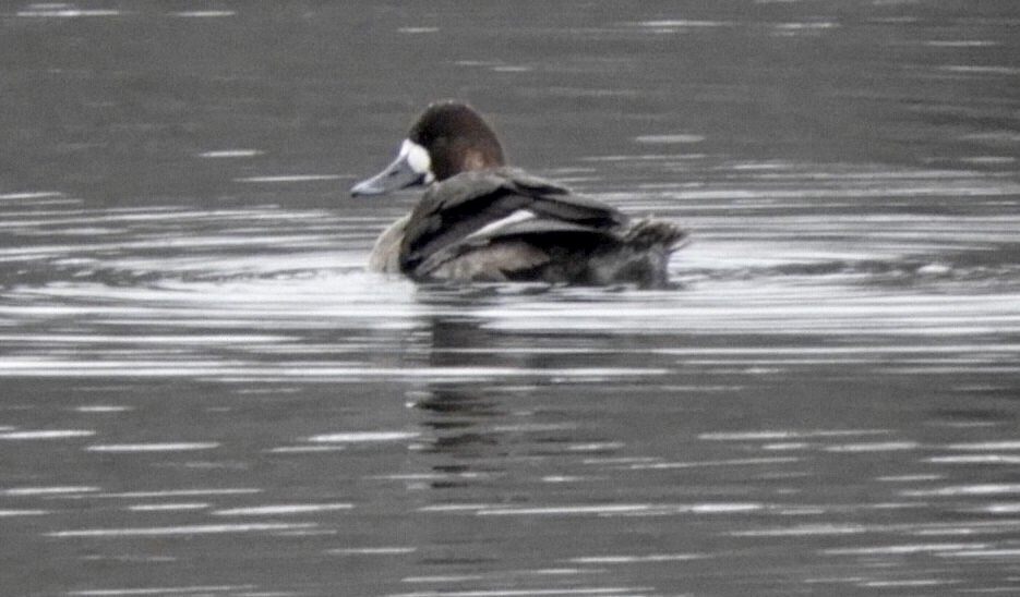 Greater/Lesser Scaup - Lois Rockhill