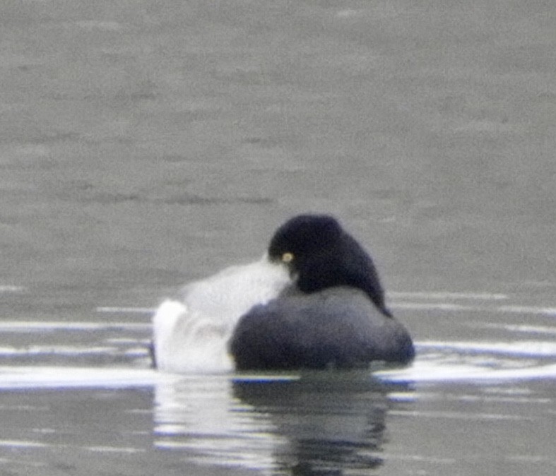 Greater/Lesser Scaup - ML530672001