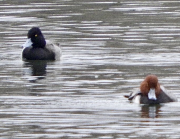 Greater/Lesser Scaup - ML530672011