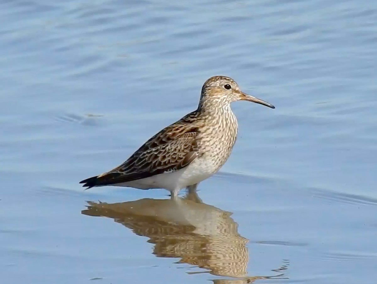 Pectoral Sandpiper - ML53067211