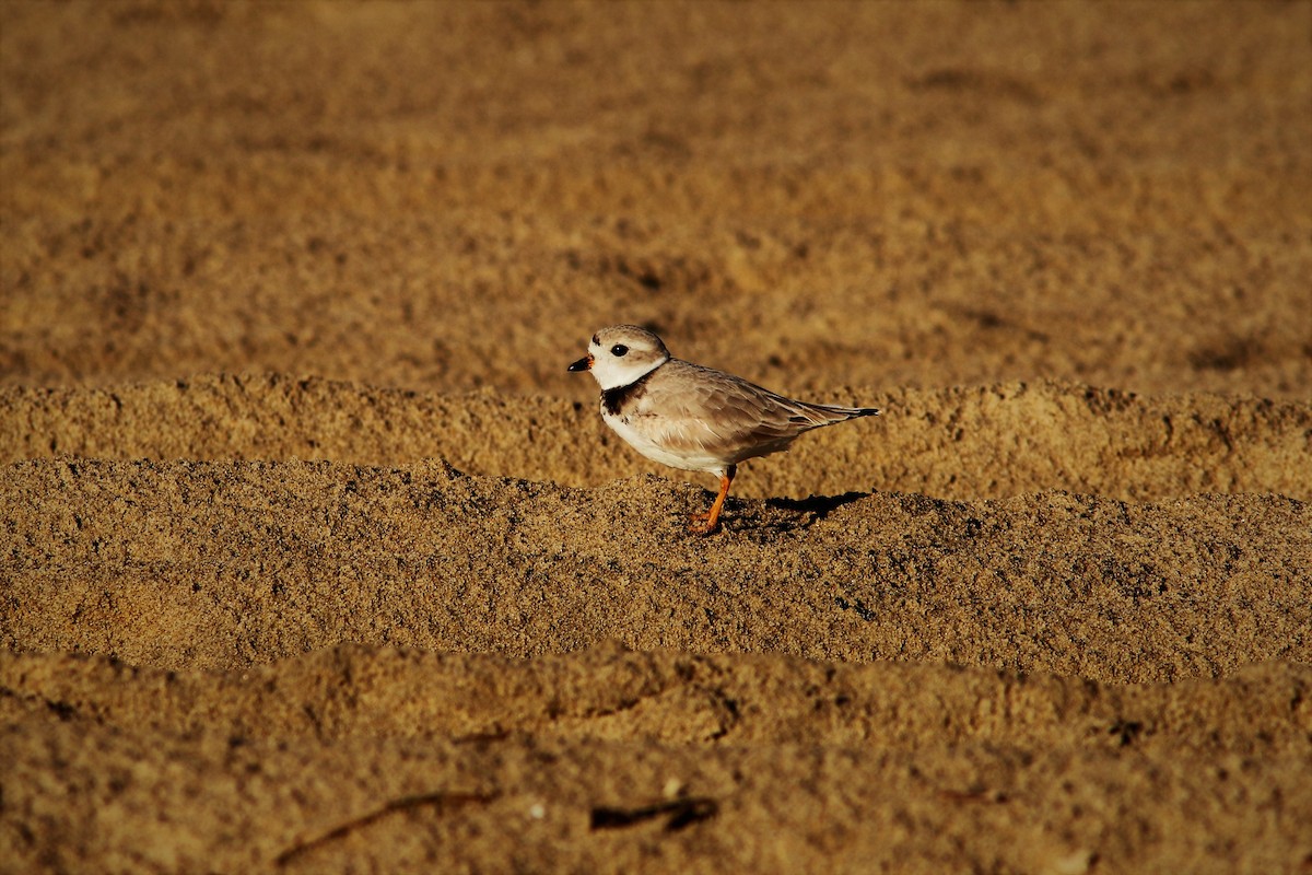 Piping Plover - Tammy Conklin