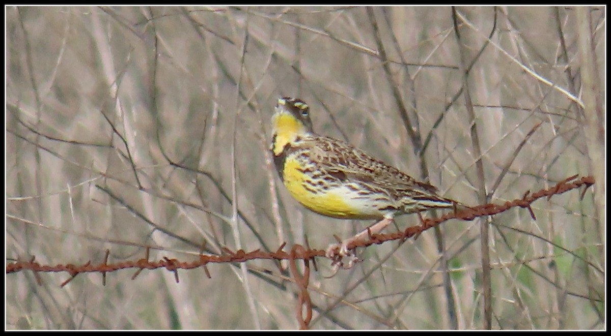 Western Meadowlark - ML530673231