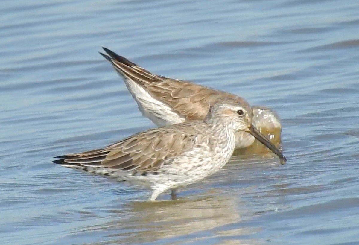 Stilt Sandpiper - ML53067331