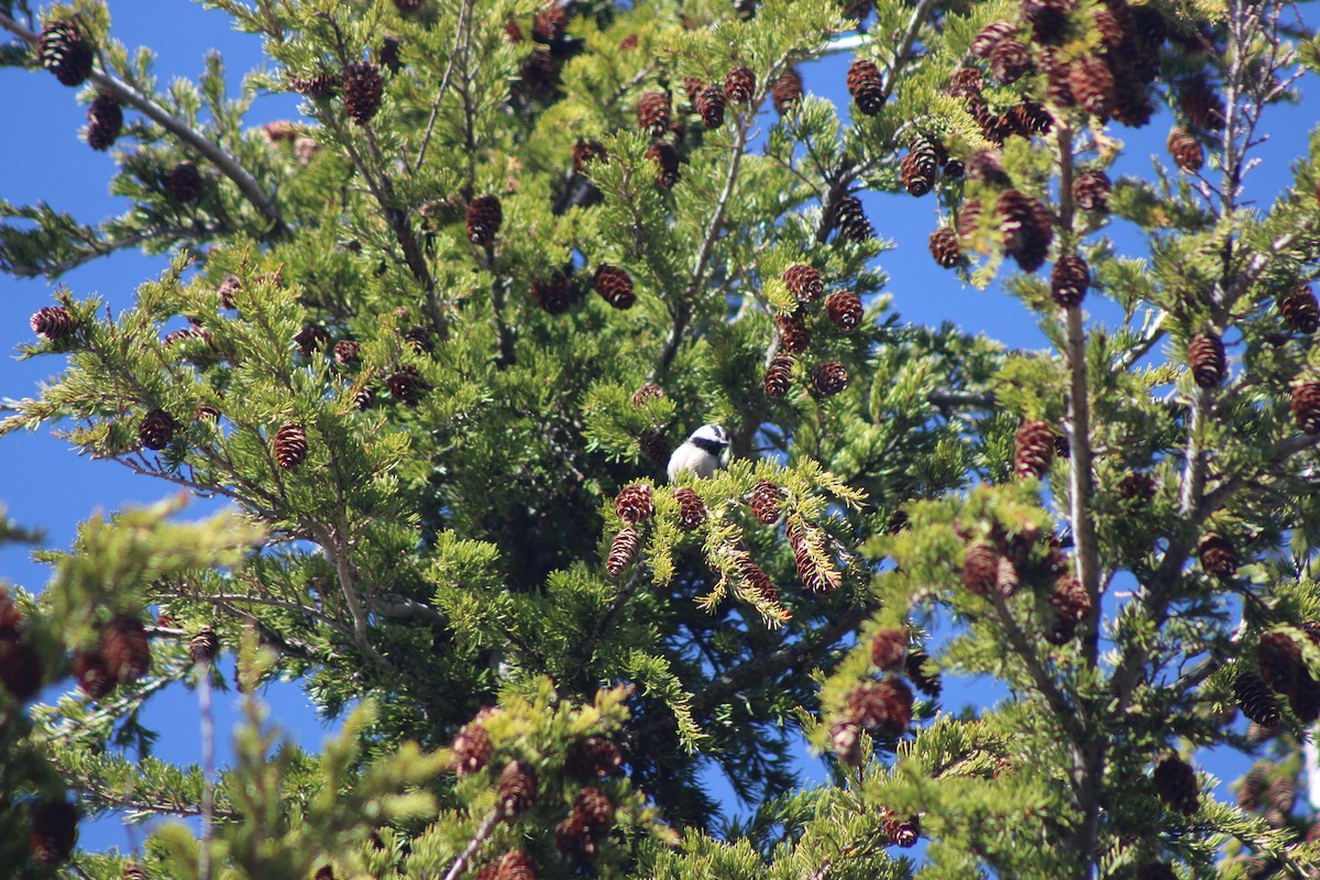 Mountain Chickadee - Jesse Pline