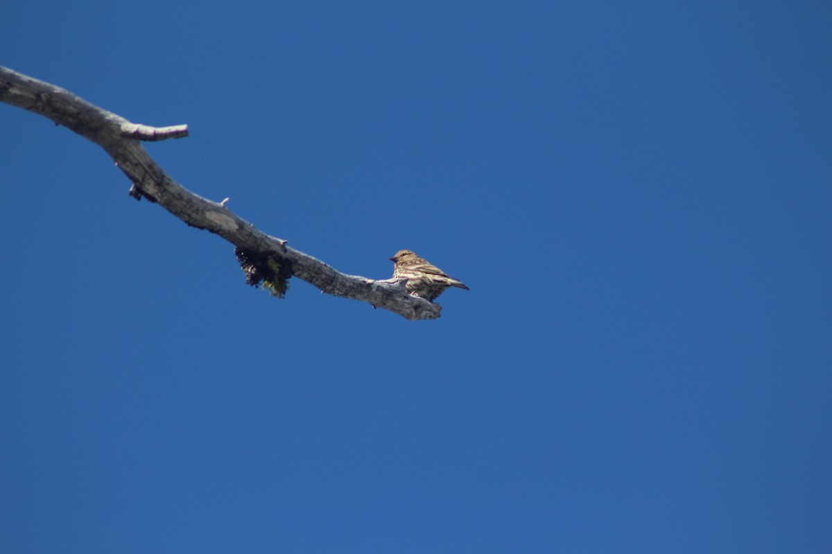 Cassin's Finch - ML530673901