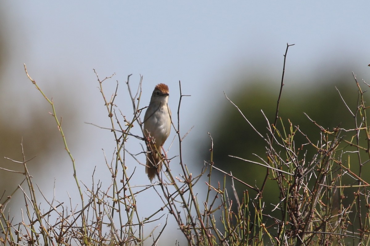 Tawny Grassbird - ML530677031