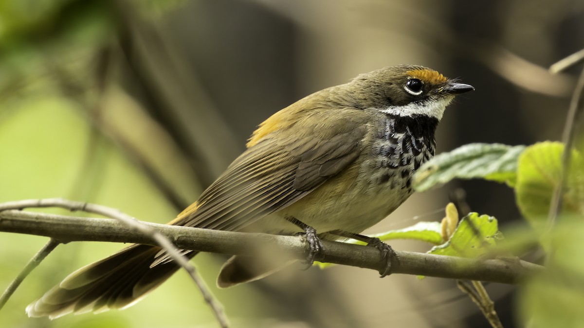 Australian Rufous Fantail - ML530677301