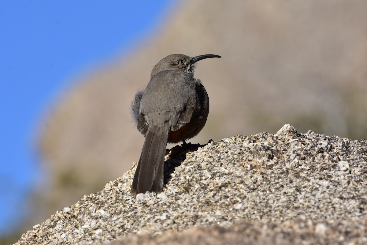 Crissal Thrasher - ML530677941