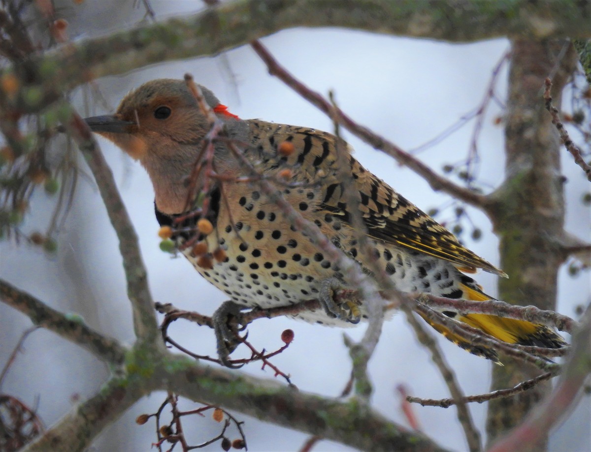 Northern Flicker (Yellow-shafted) - ML530678501