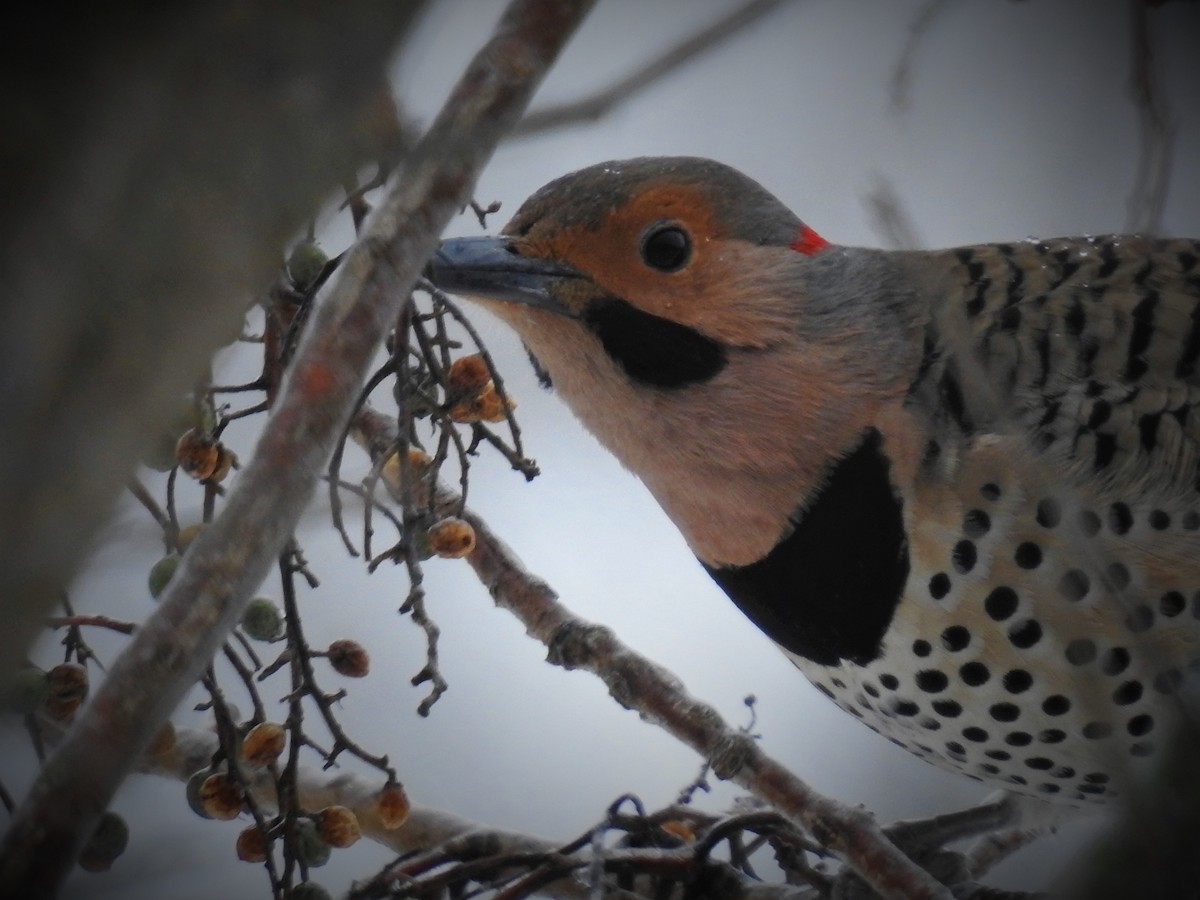 Northern Flicker (Yellow-shafted) - Caden Williams