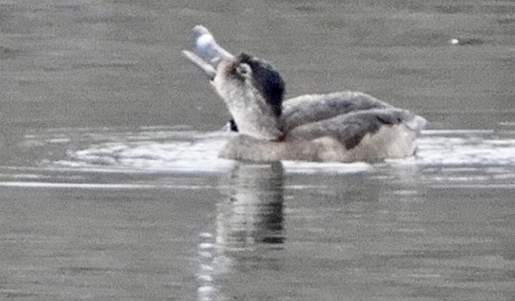 Ring-necked Duck - Lois Rockhill