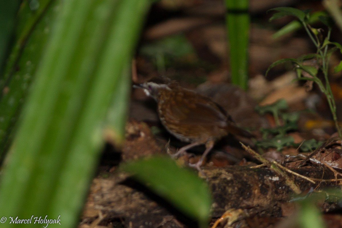 Striated Wren-Babbler - ML530679941