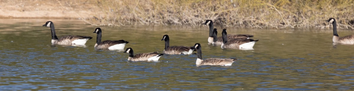 Cackling Goose - ML530681661