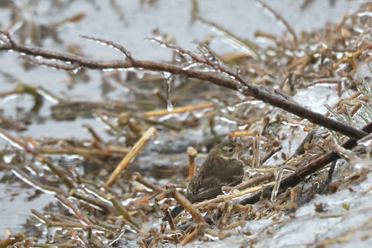 American Pipit - Nolan Kerr