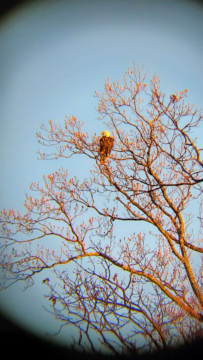 Bald Eagle - ML530683651