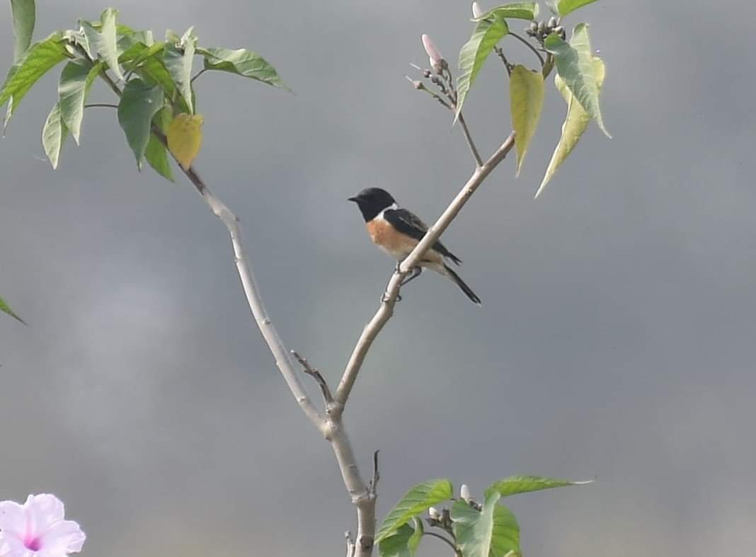 White-tailed Stonechat - ML530684111